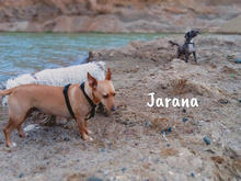 JARANA, Hund, Podenco Maneto in Giesen - Bild 8
