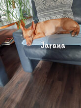 JARANA, Hund, Podenco Maneto in Giesen - Bild 9