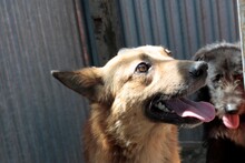 KAHOKI, Hund, Collie-Deutscher Schäferhund-Mix in Rumänien - Bild 2