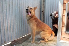 KAHOKI, Hund, Collie-Deutscher Schäferhund-Mix in Rumänien - Bild 3