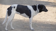 SOLI, Hund, Mischlingshund in Spanien - Bild 10