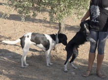 SOLI, Hund, Mischlingshund in Spanien - Bild 11