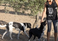 SOLI, Hund, Mischlingshund in Spanien - Bild 12