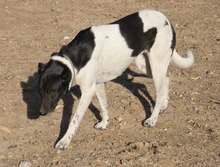 SOLI, Hund, Mischlingshund in Spanien - Bild 13