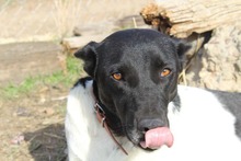 SOLI, Hund, Mischlingshund in Spanien - Bild 2