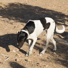 SOLI, Hund, Mischlingshund in Spanien - Bild 20