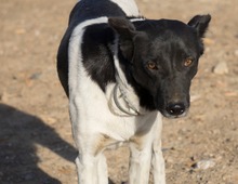 SOLI, Hund, Mischlingshund in Spanien - Bild 3