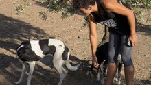 SOLI, Hund, Mischlingshund in Spanien - Bild 6