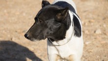 SOLI, Hund, Mischlingshund in Spanien - Bild 8
