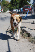 JOHNY, Hund, Mischlingshund in Bulgarien - Bild 1