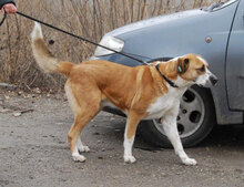 JOHNY, Hund, Mischlingshund in Bulgarien - Bild 10