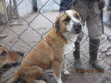 JOHNY, Hund, Mischlingshund in Bulgarien - Bild 11