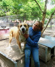 JOHNY, Hund, Mischlingshund in Bulgarien - Bild 12