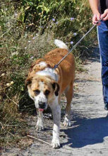 JOHNY, Hund, Mischlingshund in Bulgarien - Bild 13