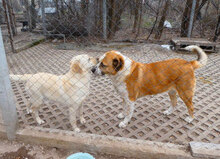 JOHNY, Hund, Mischlingshund in Bulgarien - Bild 14