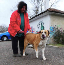 JOHNY, Hund, Mischlingshund in Bulgarien - Bild 15