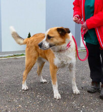 JOHNY, Hund, Mischlingshund in Bulgarien - Bild 16