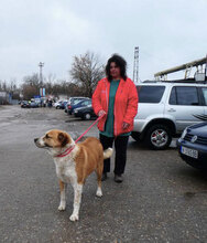 JOHNY, Hund, Mischlingshund in Bulgarien - Bild 17