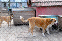 JOHNY, Hund, Mischlingshund in Bulgarien - Bild 18