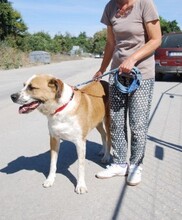 JOHNY, Hund, Mischlingshund in Bulgarien - Bild 2