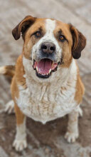JOHNY, Hund, Mischlingshund in Bulgarien - Bild 20