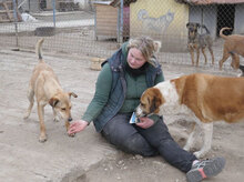 JOHNY, Hund, Mischlingshund in Bulgarien - Bild 23