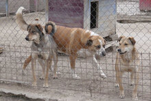 JOHNY, Hund, Mischlingshund in Bulgarien - Bild 25
