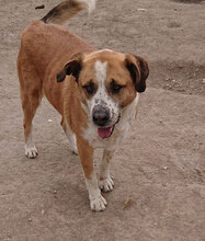 JOHNY, Hund, Mischlingshund in Bulgarien - Bild 26