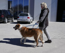 JOHNY, Hund, Mischlingshund in Bulgarien - Bild 27