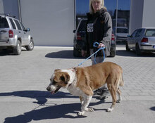 JOHNY, Hund, Mischlingshund in Bulgarien - Bild 28