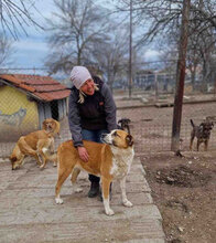 JOHNY, Hund, Mischlingshund in Bulgarien - Bild 29
