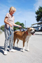 JOHNY, Hund, Mischlingshund in Bulgarien - Bild 3
