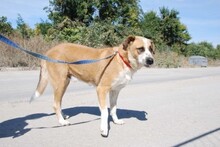 JOHNY, Hund, Mischlingshund in Bulgarien - Bild 4
