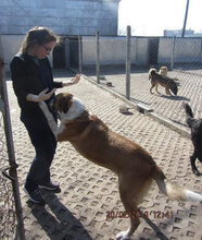 JOHNY, Hund, Mischlingshund in Bulgarien - Bild 6