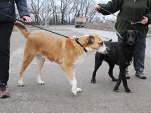 JOHNY, Hund, Mischlingshund in Bulgarien - Bild 8
