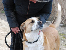 JOHNY, Hund, Mischlingshund in Bulgarien - Bild 9