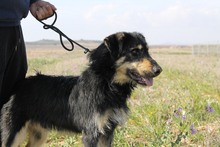 EINSTEIN, Hund, Beauceron in Spanien - Bild 10