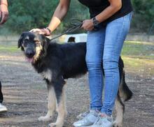 EINSTEIN, Hund, Beauceron in Spanien - Bild 15