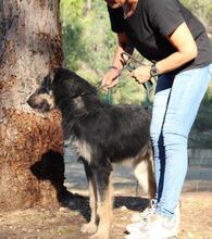 EINSTEIN, Hund, Beauceron in Spanien - Bild 17
