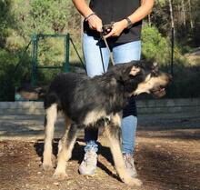 EINSTEIN, Hund, Beauceron in Spanien - Bild 18