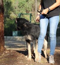 EINSTEIN, Hund, Beauceron in Spanien - Bild 19