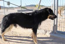 EINSTEIN, Hund, Beauceron in Spanien - Bild 2