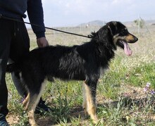 EINSTEIN, Hund, Beauceron in Spanien - Bild 20