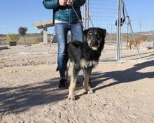 EINSTEIN, Hund, Beauceron in Spanien - Bild 5