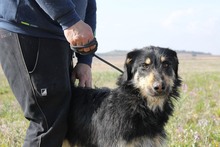 EINSTEIN, Hund, Beauceron in Spanien - Bild 9