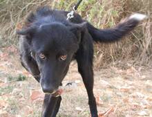 PIERRE, Hund, Mischlingshund in Bulgarien - Bild 6
