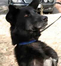 PIERRE, Hund, Mischlingshund in Bulgarien - Bild 7