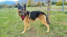KENZO, Hund, Deutscher Schäferhund in Spanien - Bild 5