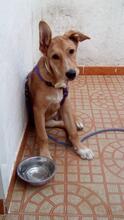 BYRON, Hund, Mischlingshund in Spanien - Bild 1
