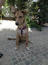BYRON, Hund, Mischlingshund in Spanien - Bild 3